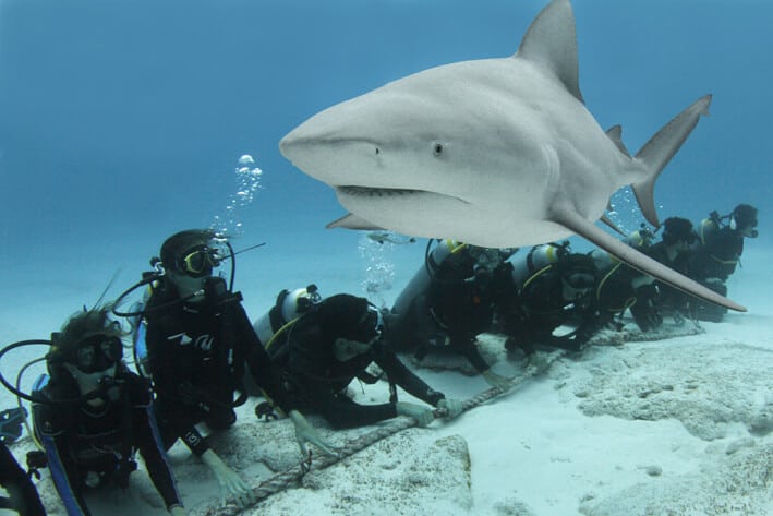 Temporada del tiburón toro