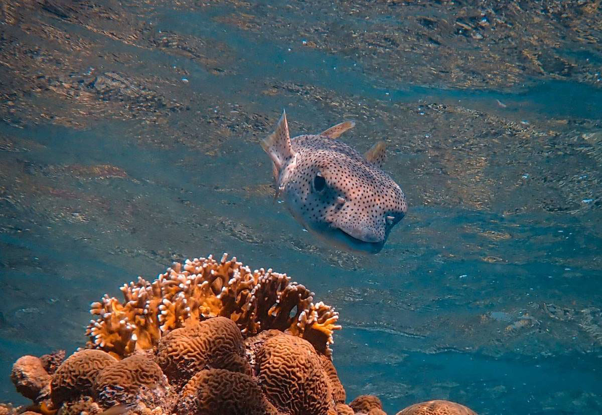 Pesce Palla